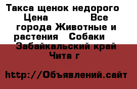 Такса щенок недорого › Цена ­ 15 000 - Все города Животные и растения » Собаки   . Забайкальский край,Чита г.